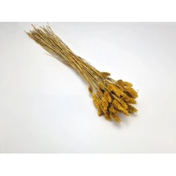 PHALARIS MOSTERD +/-50GR BOPP/kraft hobbyverpakking