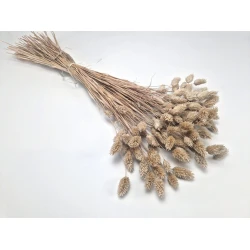 PHALARIS MUD +/-100GR BOPP/kraft Small packaging hobby