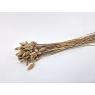 PHALARIS MUD +/-50GR BOPP/kraft Small packaging