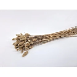 PHALARIS MUD +/-50GR BOPP/kraft Small packaging