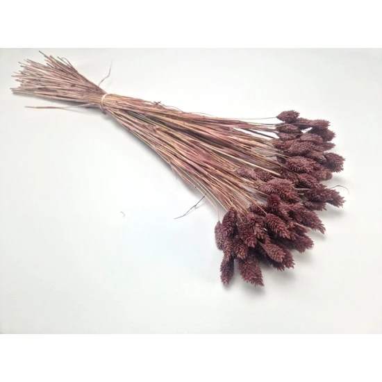 PHALARIS MISTY PRUNE +/-100GR