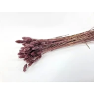 PHALARIS MISTY PRUNE +/-50GR BOPP/kraft emballage hobby