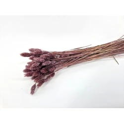 PHALARIS MISTY PRUNE +/-50GR BOPP/kraft Small packaging