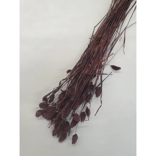 PHALARIS PRUNE +/-100GR