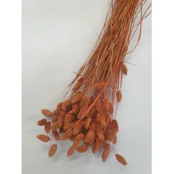 PHALARIS TERRACOTTA +/-100GR BOPP/kraft Small packaging