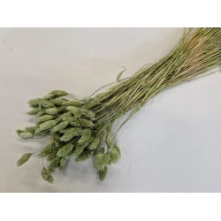PHALARIS TITANITE GREEN +/-100GR BOPP/kraft Small packaging
