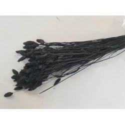 PHALARIS BLACK +/-50GR BOPP/kraft Small packaging