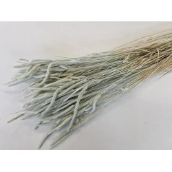 PHLEUM PRATENSIS MEADOW MIST +/-75GR BOPP/kraft Small packaging