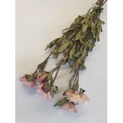 PIOENEN CREAM NATUREL