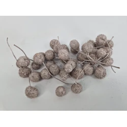 PLATAANBOLLEN CHAMPAGNE