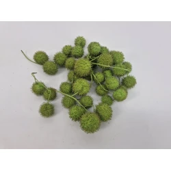 PLATAANBOLLEN LIME GREEN 1/2