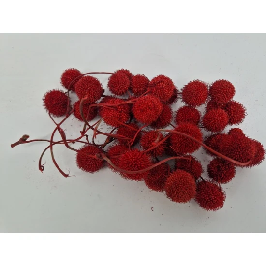PLATAANBOLLEN ROOD 1/2
