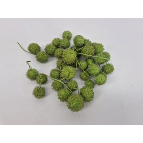 PLANE TREE BULBS RED