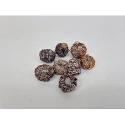 CITROULLE SILVER WASH +/-50GR