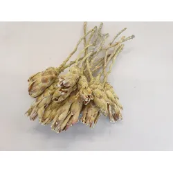 PROTEA COMPACTA FLOWER FR. GREEN 7PCS BOPP/kraft Small packaging