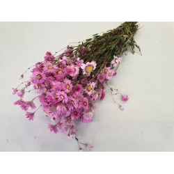 RODANTHE PINK NATURAL 1/2 BOPP/kraft Small packaging