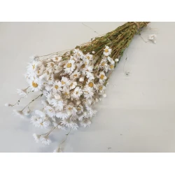 RODANTHE WHITE NATURAL 1/2 BOPP/kraft Small packaging