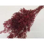 RUSCUS BORDEAUX +/-500GR