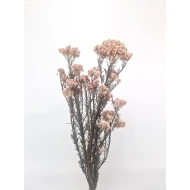 RICE FLOWER NATUREL STABILISE 1/2 BOPP/kraft emballage hobby