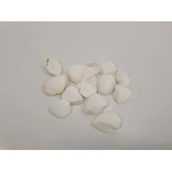 SCHELPEN ARCA ARCA +/-150GR