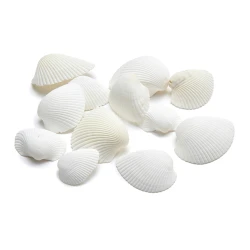 COQUILLES ARCA ARCA +/- 1KG