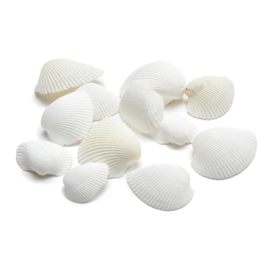 SHELLS ARCA ARCA +/- 1KG