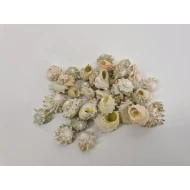 SCHELPEN ASTREA CALCAR +/-150GR