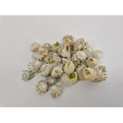 SCHELPEN ASTREA CALCAR +/-150GR