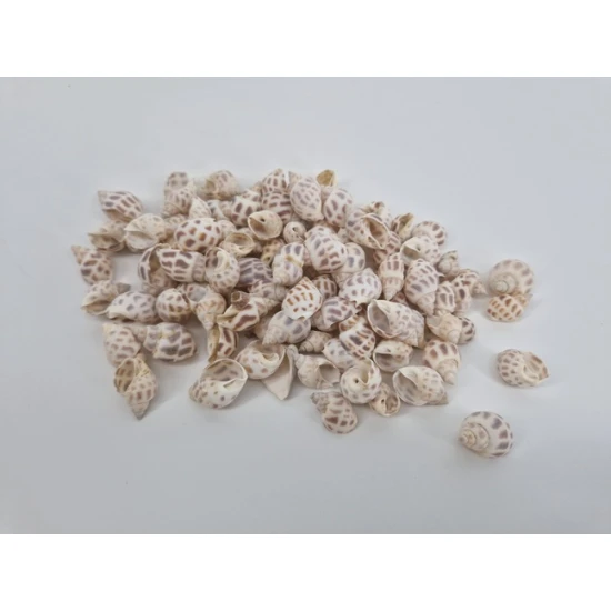 SCHELPEN BABYLONICA +/-150GR