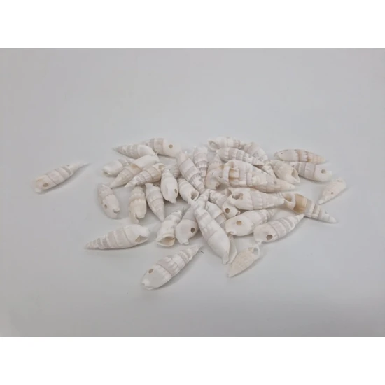 COQUILLES CERTHIUM VERTAGUS 650GR