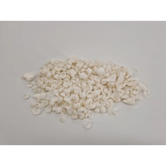 SHELLS COCKLE MINI WHITE +/-150GR SHELLS COCKLE MINI WHITE +/-150GR