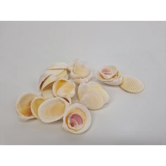 SCHELPEN COCKLE WHITE 1KG