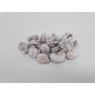 COQUILLES DELPHINULA WHITE WASH +/-100GR