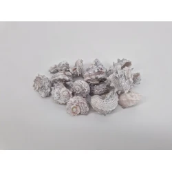 SCHELPEN DELPHINULA WHITE WASH +/-100GR