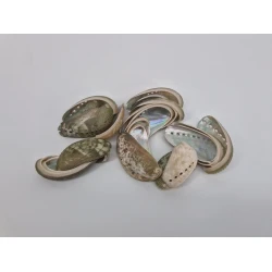 COQUILLES HALIOTIS PULCHERIMMA NATUREL 1KG