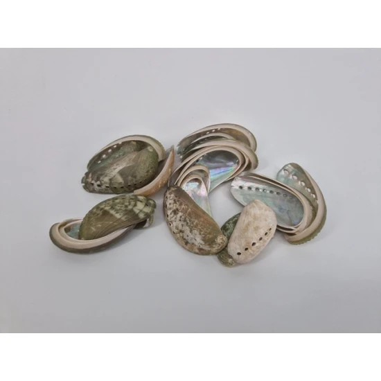 SHELLS HALIOTIS PULCHERIMMA NATUREL 1KG