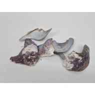 COQUILLES MALLUS ALBUS +/-300GR