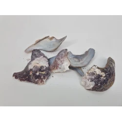 COQUILLES MALLUS ALBUS +/-300GR