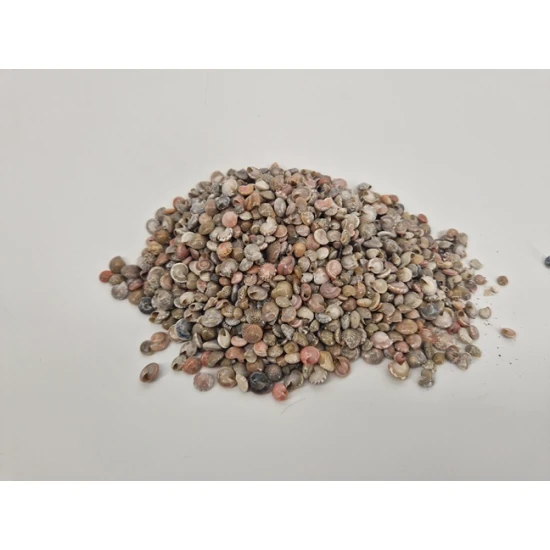 COQUILLES PAMBOOKAN 1KG