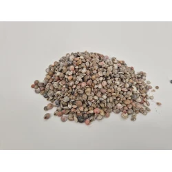 COQUILLES PAMBOOKAN +/-200GR