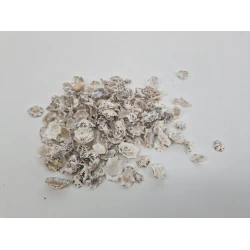 COQUILLES PATELLA SACHARINA +/-200GR