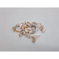 SHELLS STROMBUS URCEUS +/-150GR