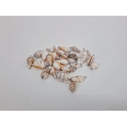 COQUILLES STROMBUS URCEUS +/-550GR
