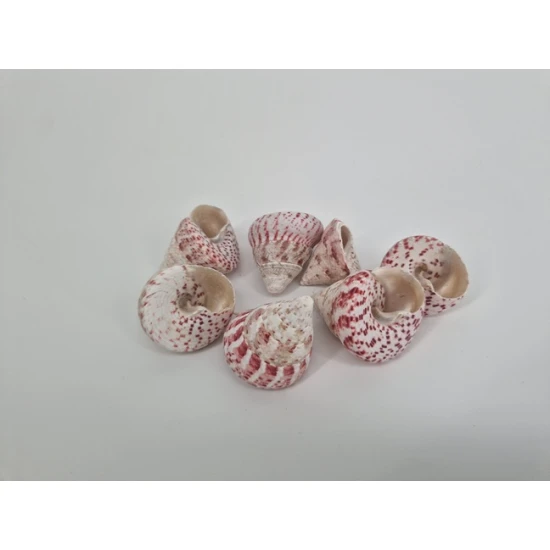 SCHELPEN TROCA ROOD