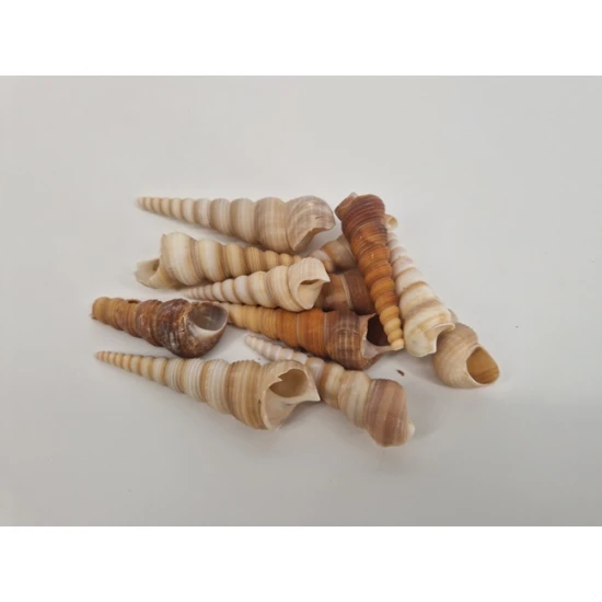 SCHELPEN TURITELLA NATUREL
