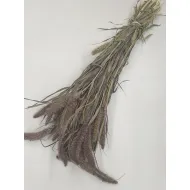 SETARIA RED JEWEL NATUREL BOPP/kraft hobbyverpakking