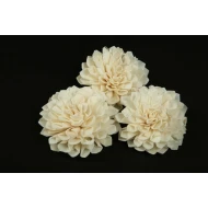 SHOLA DAHLIA 6CM NATUREL 10PCS
