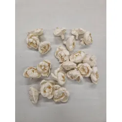 SHOLA PIVOINE 6CM NATUREL 20PCS