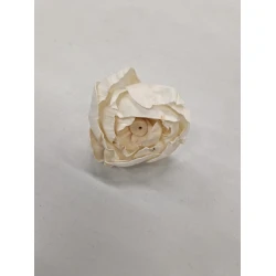 SHOLA PIVOINE 8CM NATUREL 10PCS