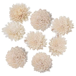 SHOLA ZINNIA 6CM NATUREL 10PCS